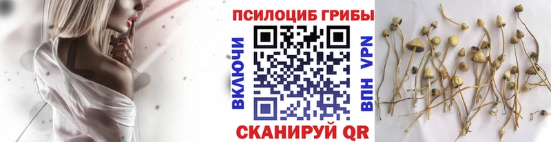 Псилоцибиновые грибы прущие грибы  hydra сайт  Городец 